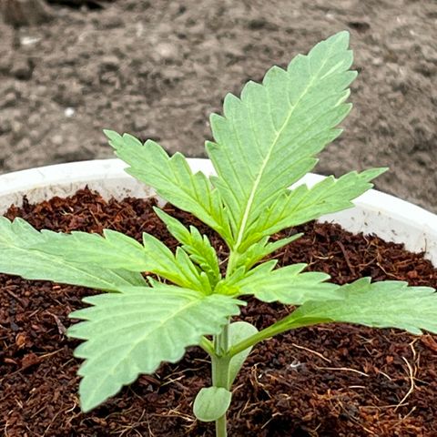 Blueberry Bliss Auto growlog timeline photo