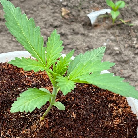 Blueberry Bliss Auto growlog timeline photo