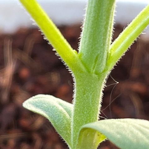 Blueberry Bliss Auto growlog timeline photo