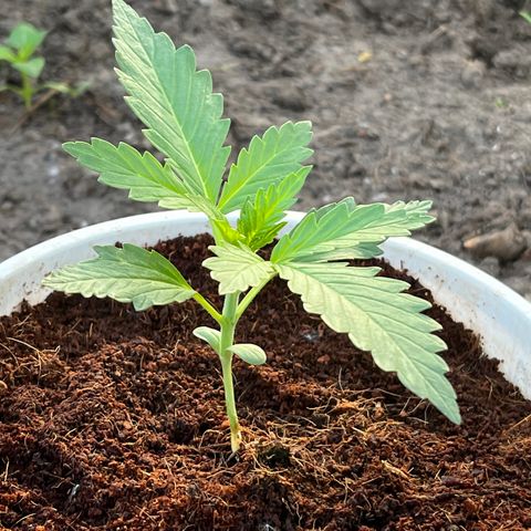 Blueberry Bliss Auto growlog timeline photo