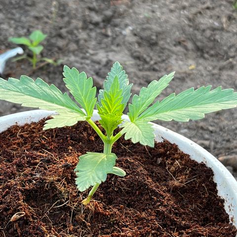 Blueberry Bliss Auto growlog timeline photo