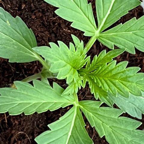 Blueberry Bliss Auto growlog timeline photo
