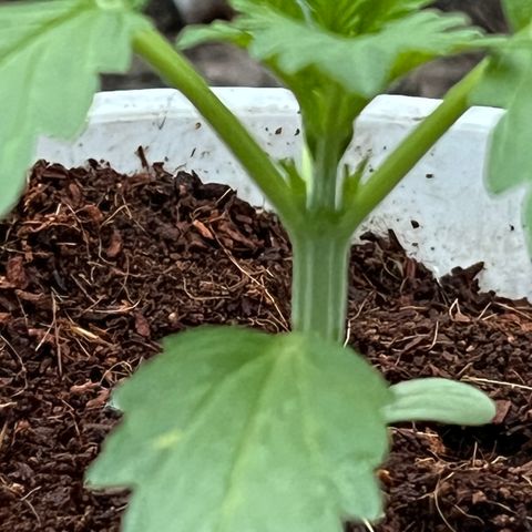 Blueberry Bliss Auto growlog timeline photo