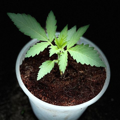 Blueberry Bliss Auto growlog timeline photo