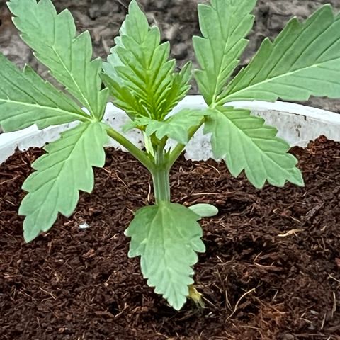 Blueberry Bliss Auto growlog timeline photo