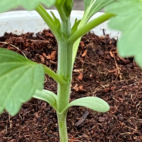 Blueberry Bliss Auto growlog timeline photo