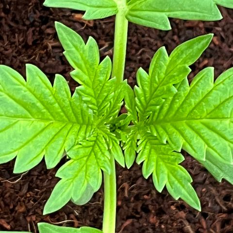 Blueberry Bliss Auto growlog timeline photo