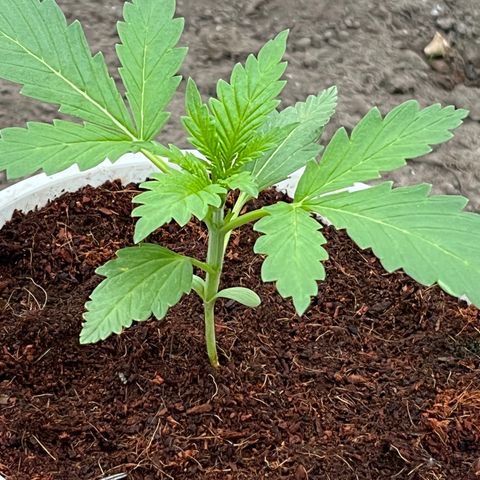 Blueberry Bliss Auto growlog timeline photo