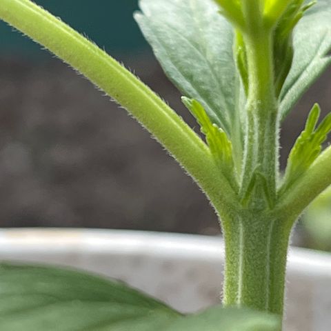 Blueberry Bliss Auto growlog photo: Neue Blätter an den Knotenpukten