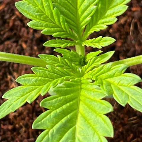 Blueberry Bliss Auto growlog photo: Neue Blätter an den Knotenpukten