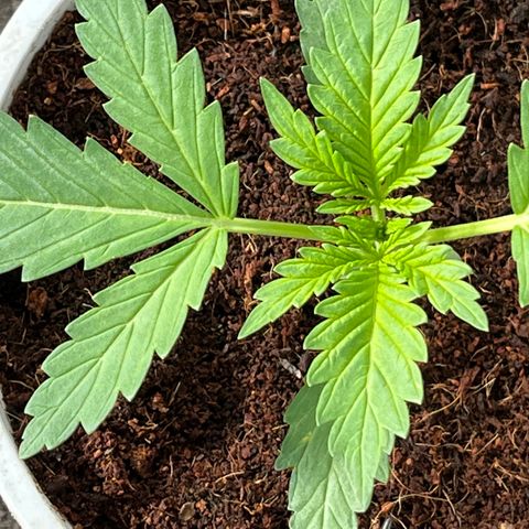 Blueberry Bliss Auto growlog photo: Neue Blätter an den Knotenpukten