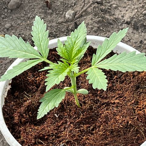 Blueberry Bliss Auto growlog photo: Neue Blätter an den Knotenpukten