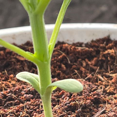 Blueberry Bliss Auto growlog photo: Neue Blätter an den Knotenpukten