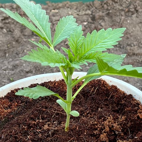Blueberry Bliss Auto growlog timeline photo