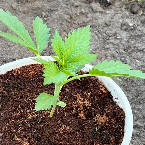 Blueberry Bliss Auto growlog timeline photo
