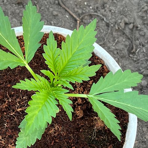 Blueberry Bliss Auto growlog timeline photo