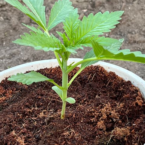 Blueberry Bliss Auto growlog timeline photo