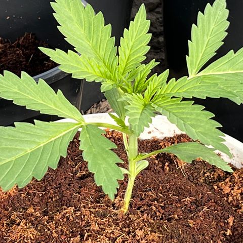Blueberry Bliss Auto growlog timeline photo