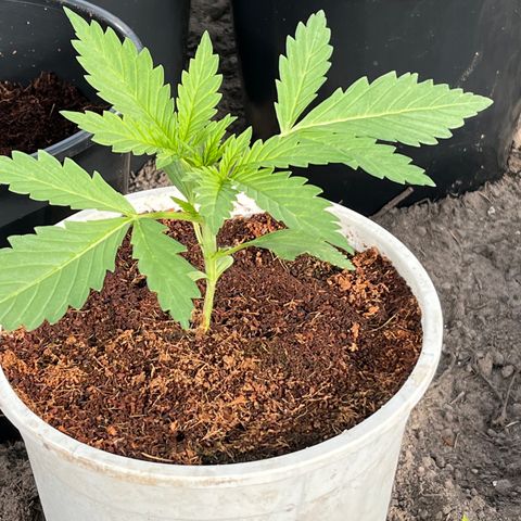 Blueberry Bliss Auto growlog timeline photo