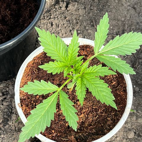 Blueberry Bliss Auto growlog timeline photo