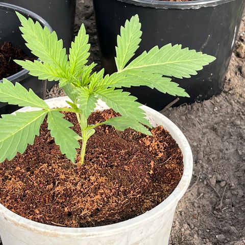 Blueberry Bliss Auto growlog timeline photo