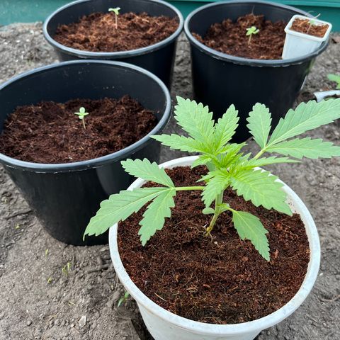 Blueberry Bliss Auto growlog timeline photo