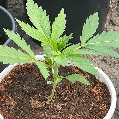 Blueberry Bliss Auto growlog timeline photo