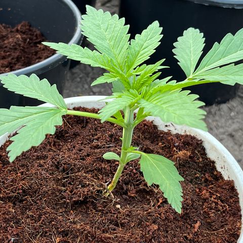 Blueberry Bliss Auto growlog timeline photo