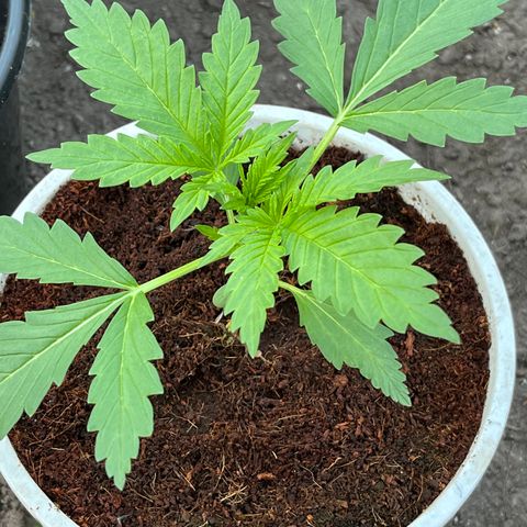 Blueberry Bliss Auto growlog timeline photo