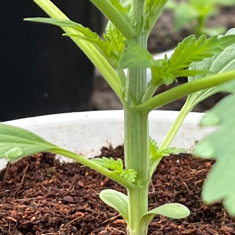 Blueberry Bliss Auto growlog photo: Vegetative Phase Woche 2 hat begonnen! Die Blätter treiben jetzt an den Knospenpunkten aus!