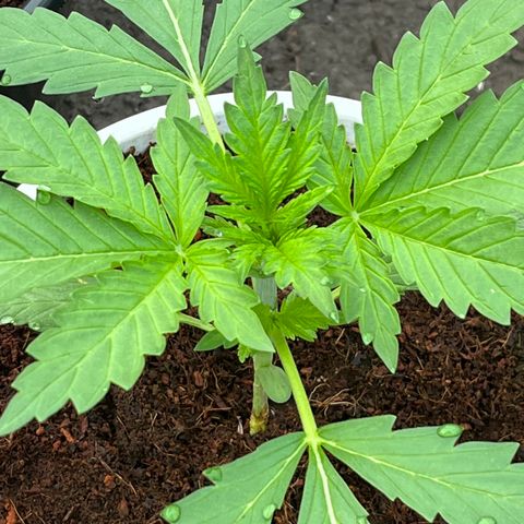 Blueberry Bliss Auto growlog photo: Vegetative Phase Woche 2 hat begonnen! Die Blätter treiben jetzt an den Knospenpunkten aus!