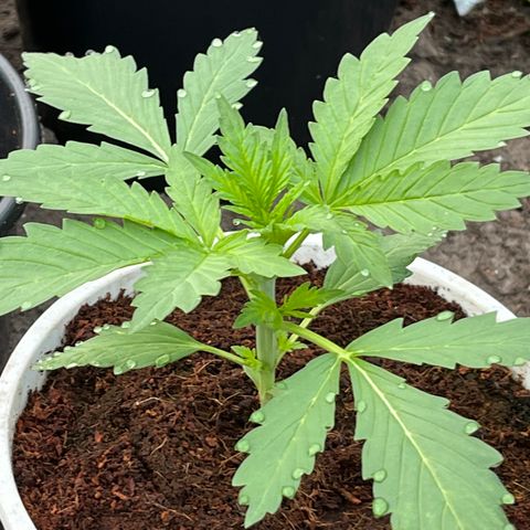 Blueberry Bliss Auto growlog photo: Vegetative Phase Woche 2 hat begonnen! Die Blätter treiben jetzt an den Knospenpunkten aus!