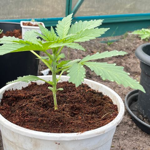 Blueberry Bliss Auto growlog photo: Vegetative Phase Woche 2 hat begonnen! Die Blätter treiben jetzt an den Knospenpunkten aus!