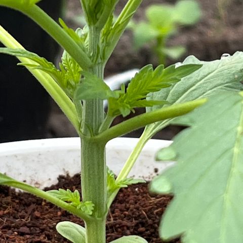 Blueberry Bliss Auto growlog photo: Vegetative Phase Woche 2 hat begonnen! Die Blätter treiben jetzt an den Knospenpunkten aus!