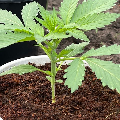 Blueberry Bliss Auto growlog photo: Vegetative Phase Woche 2 hat begonnen! Die Blätter treiben jetzt an den Knospenpunkten aus!