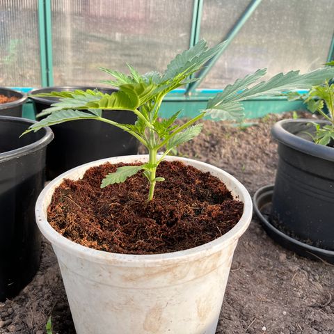 Blueberry Bliss Auto growlog timeline photo