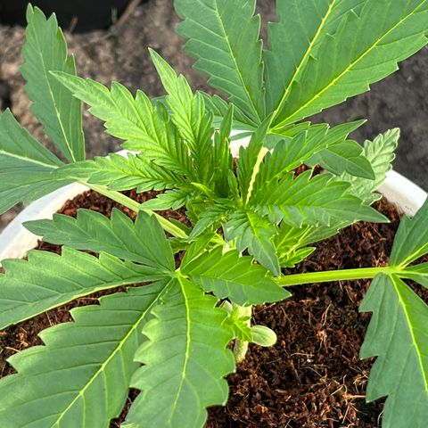 Blueberry Bliss Auto growlog timeline photo