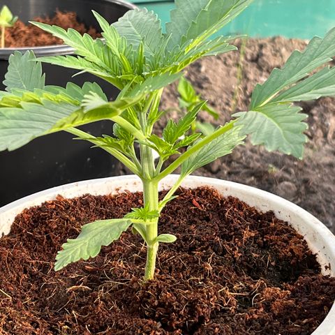 Blueberry Bliss Auto growlog timeline photo