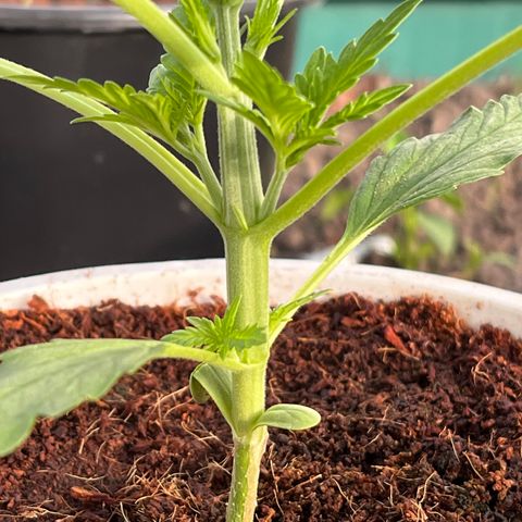 Blueberry Bliss Auto growlog timeline photo