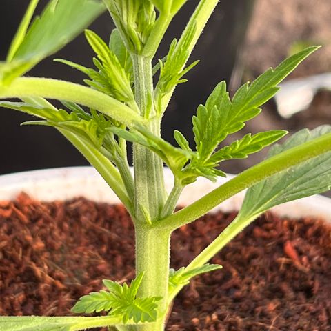 Blueberry Bliss Auto growlog timeline photo