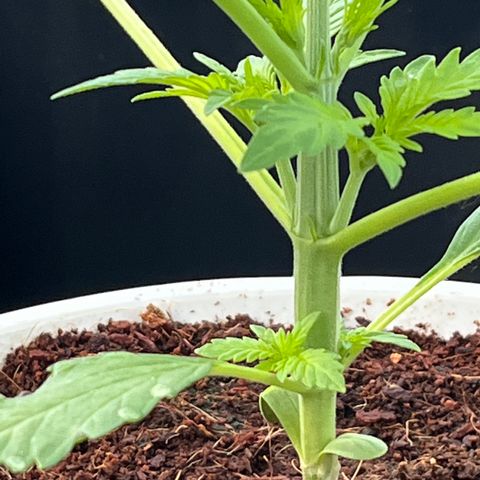 Blueberry Bliss Auto growlog photo: Vegetative Phase! Die Seitentriebe breiten sich aus!