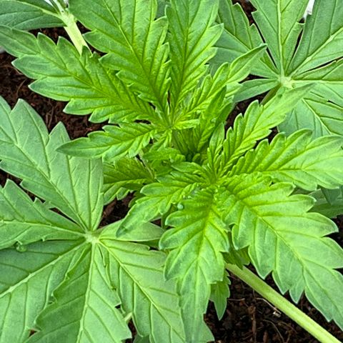 Blueberry Bliss Auto growlog photo: Vegetative Phase! Die Seitentriebe breiten sich aus!