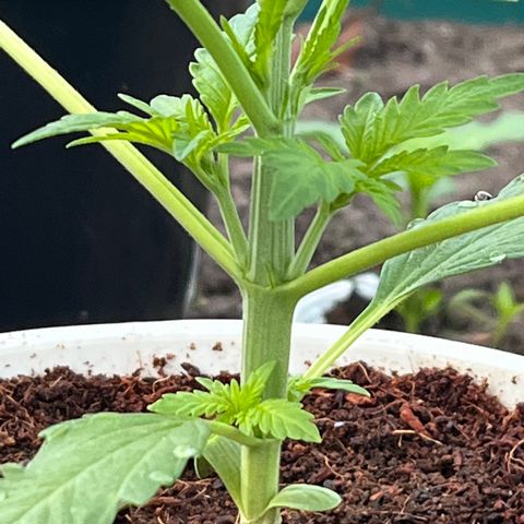 Blueberry Bliss Auto growlog photo: Vegetative Phase! Die Seitentriebe breiten sich aus!