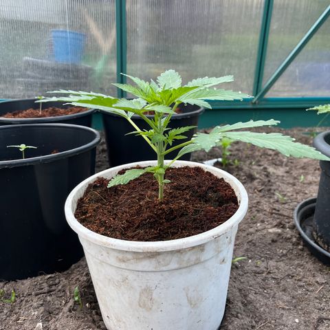 Blueberry Bliss Auto growlog photo: Vegetative Phase! Die Seitentriebe breiten sich aus!