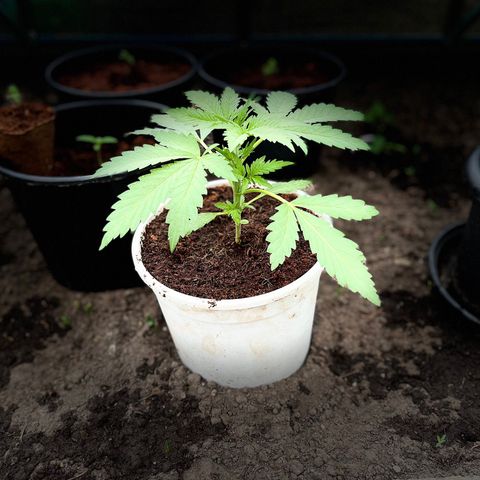 Blueberry Bliss Auto growlog timeline photo
