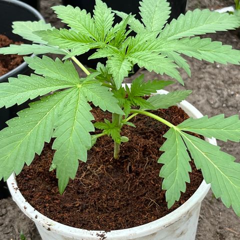 Blueberry Bliss Auto growlog timeline photo