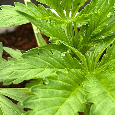 Blueberry Bliss Auto growlog photo: Die Pflanze wird buschig