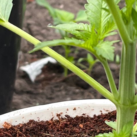 Blueberry Bliss Auto growlog photo: Die Pflanze wird buschig