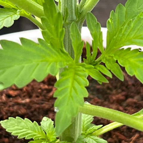 Blueberry Bliss Auto growlog photo: Die Pflanze wird buschig