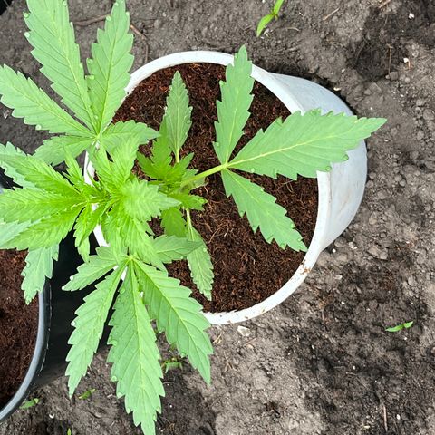 Blueberry Bliss Auto growlog photo: Die Pflanze wird buschig